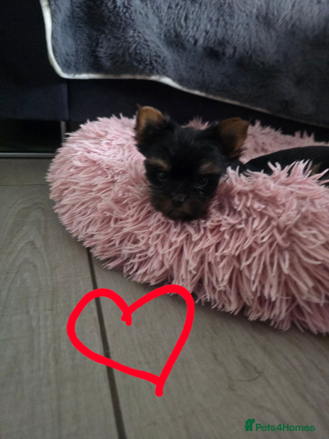 Yorkshire Terrier dogs for sale: Tiny gorgeous baby boys - Image 2