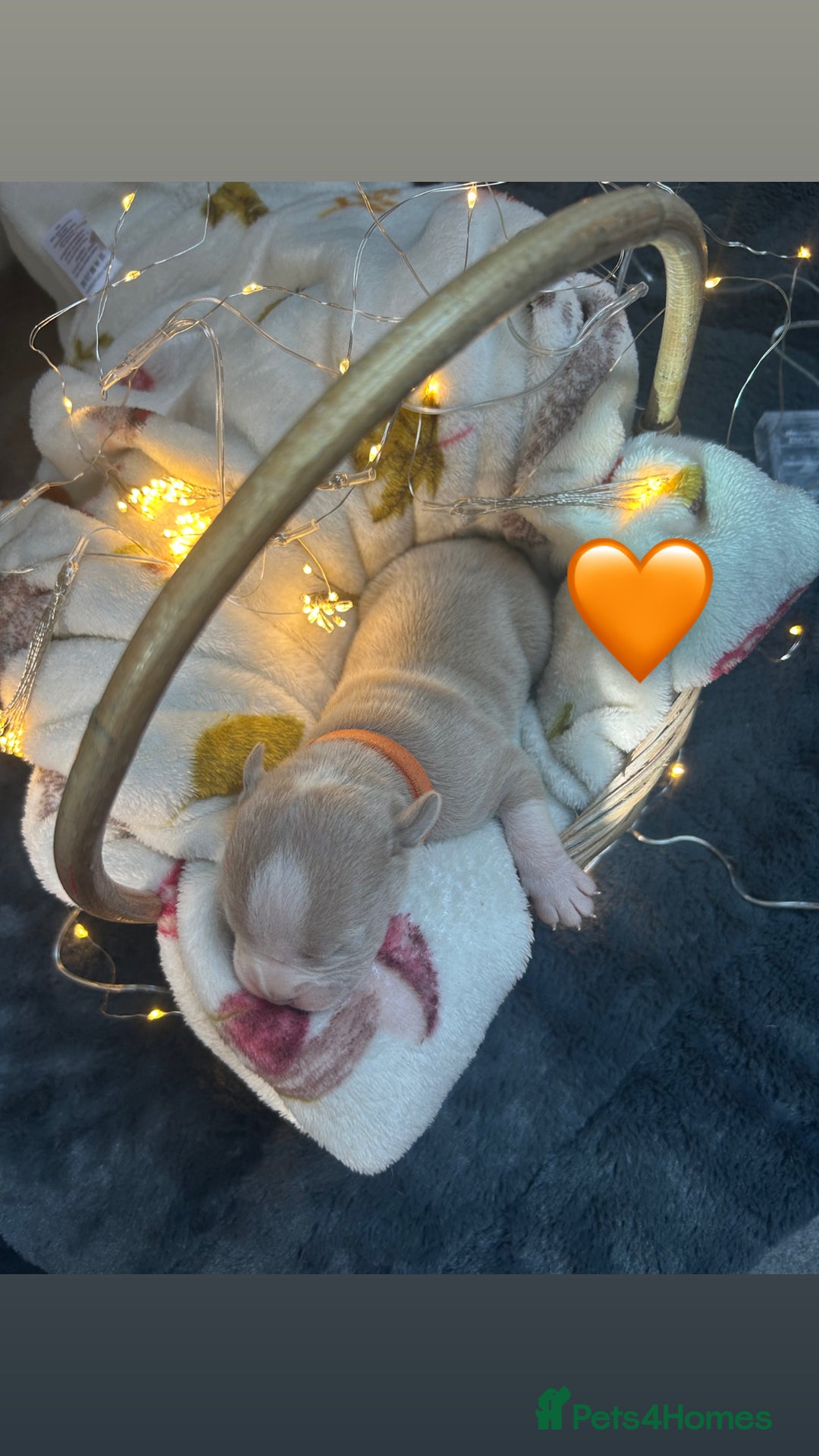Olde English Bulldogge dogs for sale: STUNNING NEBBR OLDE ENGLISH BULLDOGGE PUPPIES in Epping - Image 18