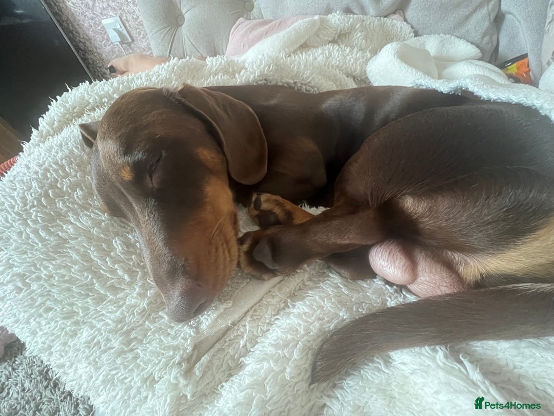 Miniature Dachshund dogs for stud: Miniature dachshund for stud - Advert 3