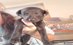 Whippet dogs for sale: Whippet  - Image 8