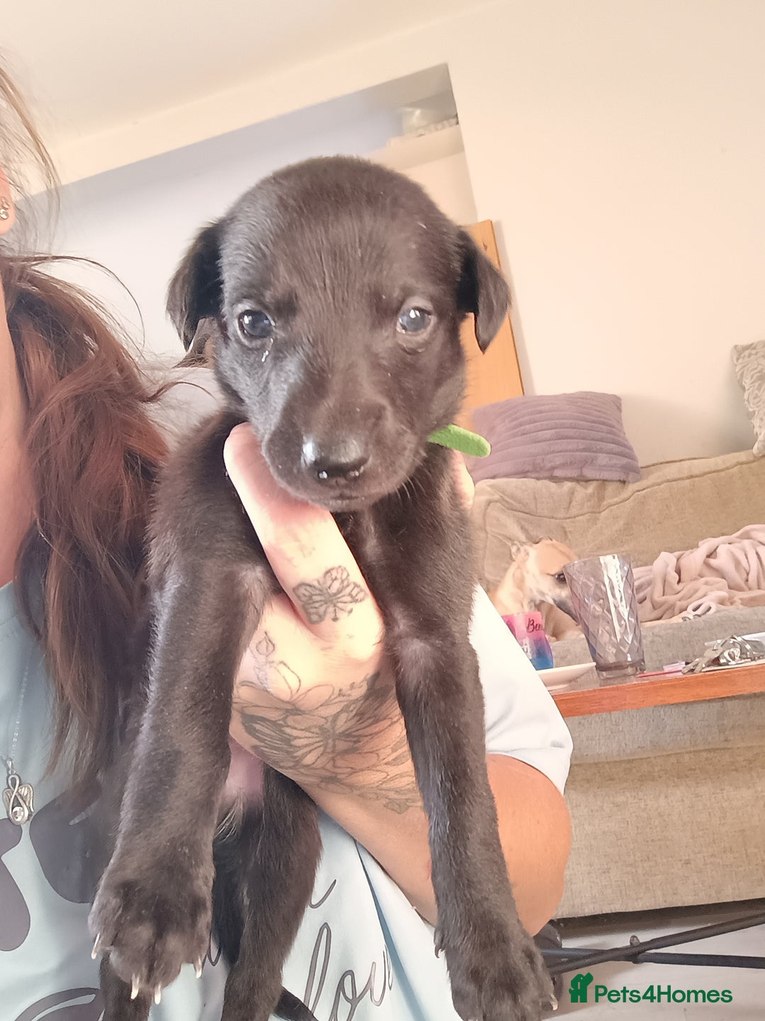 Whippet dogs for sale: Whippet  - Image 8