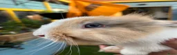 Harlequin rabbits for sale: Harlequin/ Rex baby bunnies  - Advert 6