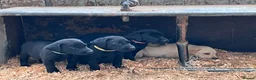 Labrador Retriever dogs for sale: KC Registered Black & Yellow Labrador Puppies - Advert 13