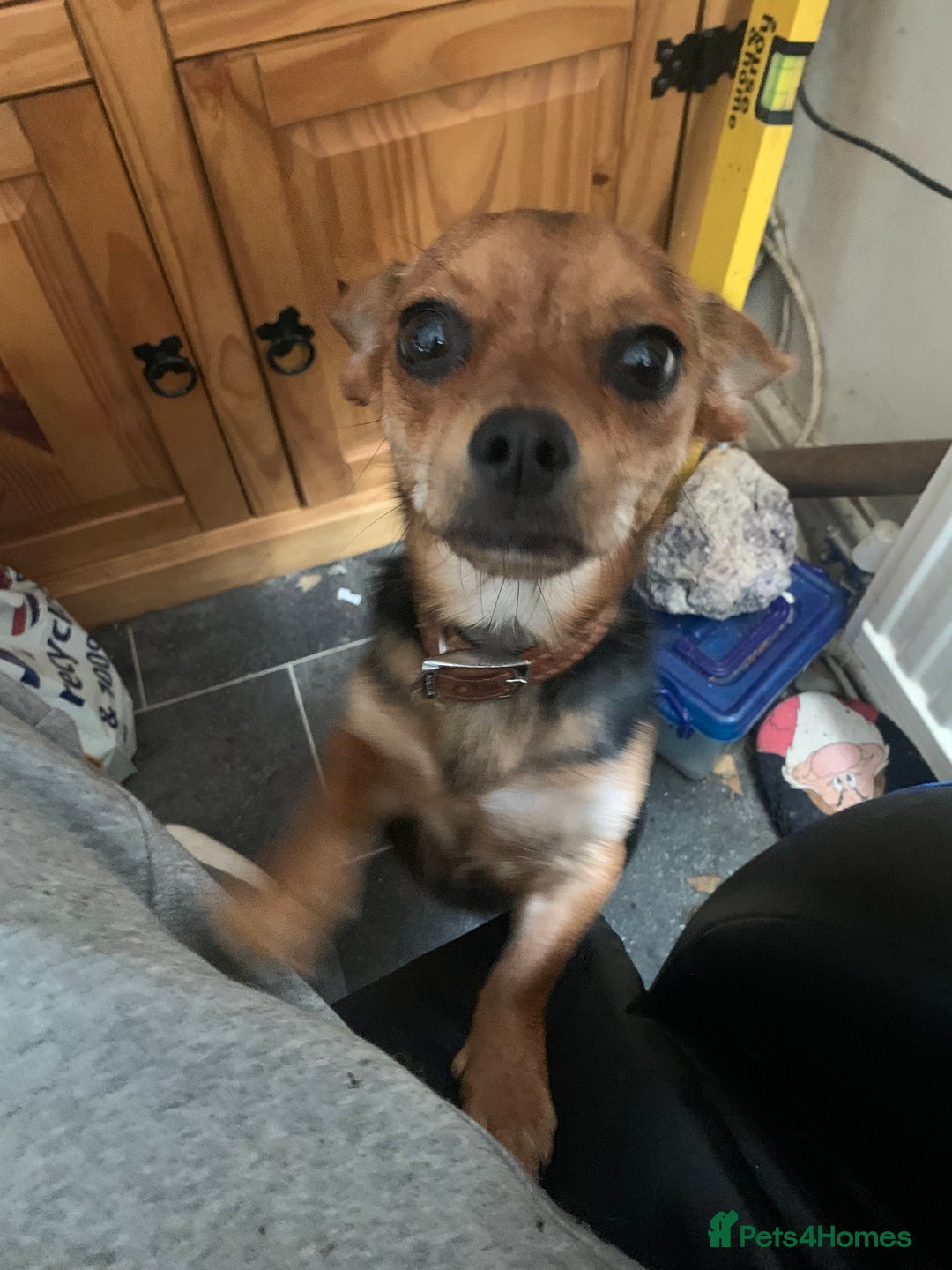 Mixed Breed dogs for sale: Puppies for sale - Image 4