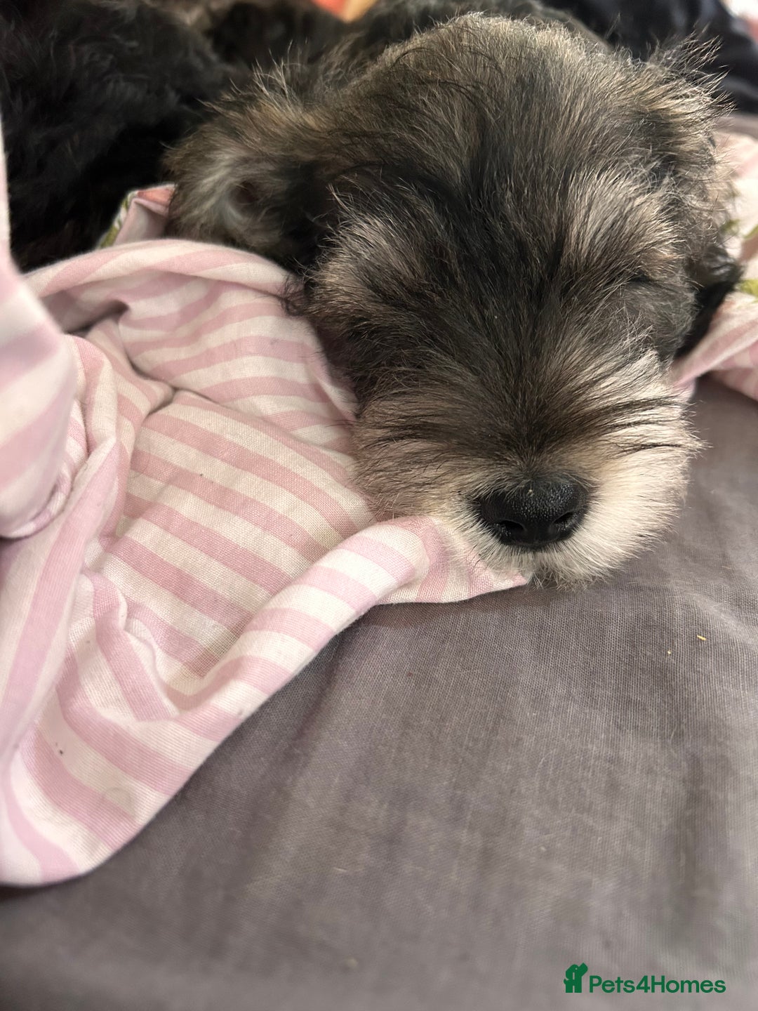 Schnoodle dogs for sale: Boy Schnoodle for sale - Image 4