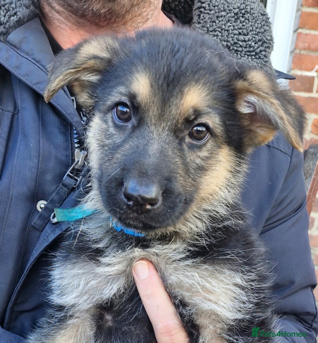 German Shepherd dogs for sale: KC German Shepherd pups LAST 2 BOYS! - Image 33