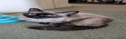 Mixed Breed cats for sale: Adorable Kittens Ready for Their Forever Homes! - Advert 3