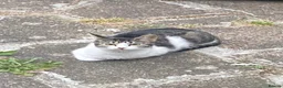 Mixed Breed cats for sale: Black and white kitten in Edgware - Advert 4
