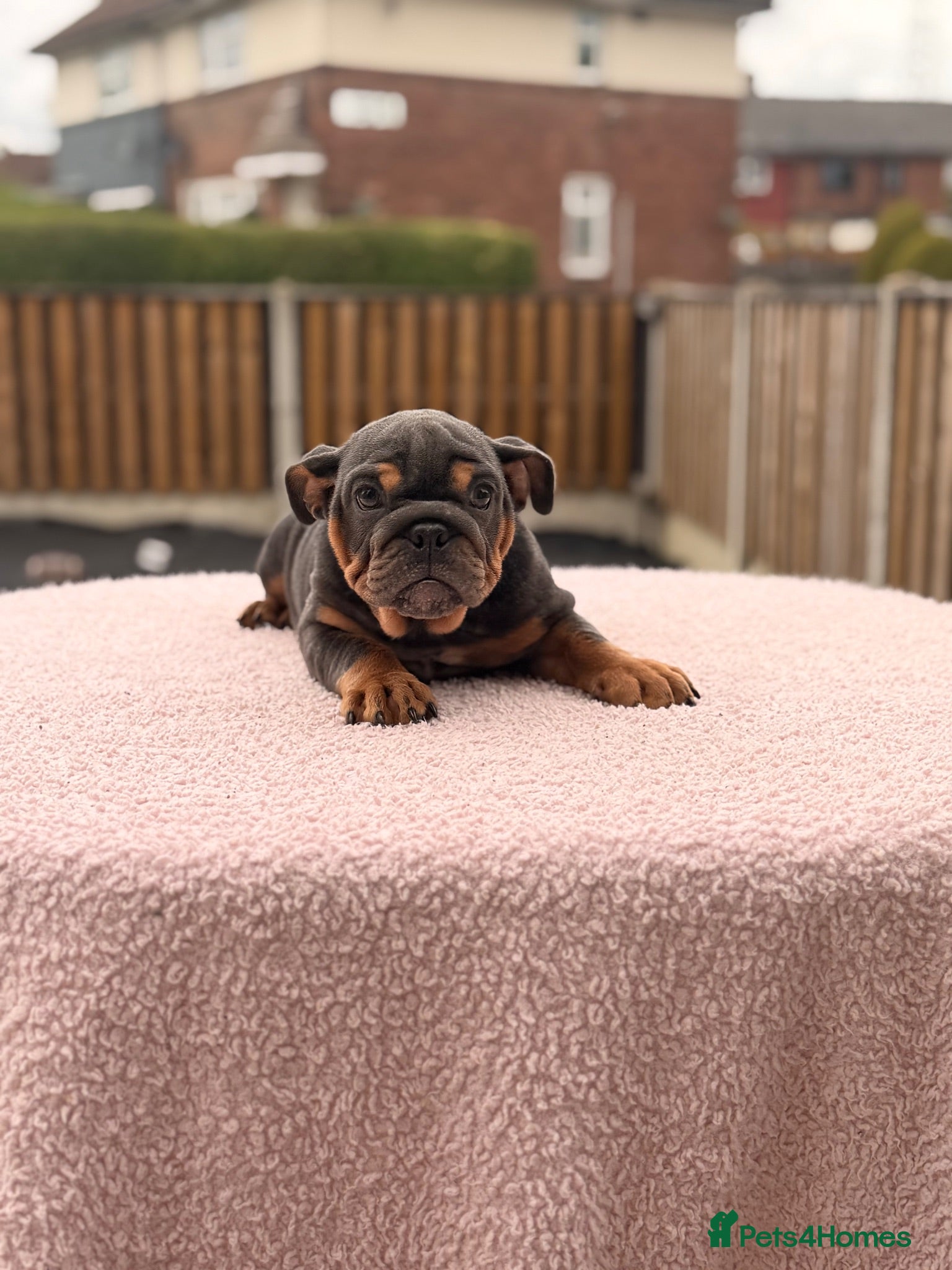 English Bulldog dogs Ready to leave FEMALE ENGLISH BULLDOG PUPPIES  - Advert 2