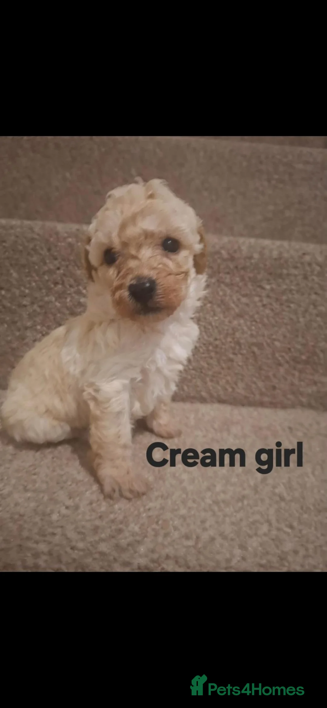 Mixed Breed dogs for sale: Beautiful miniture 75% poodle  in Montrose - Advert 2