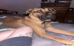 Mixed Breed dogs for sale: Adopt  - Image 1