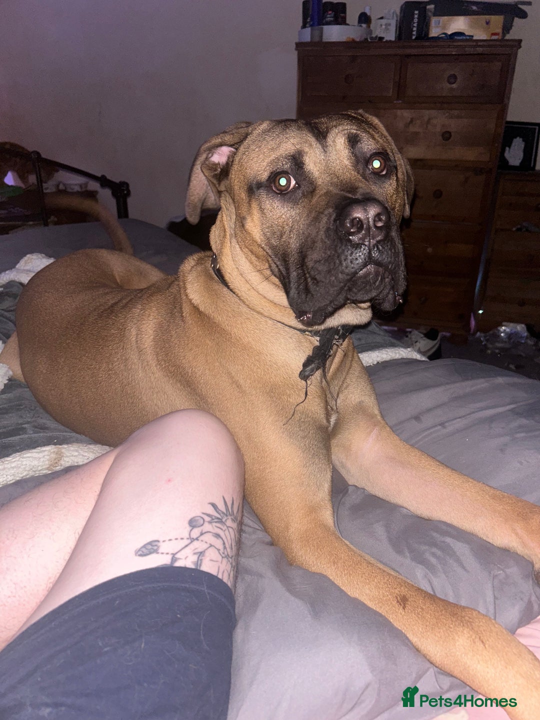Mixed Breed dogs for sale: Adopt  - Image 1