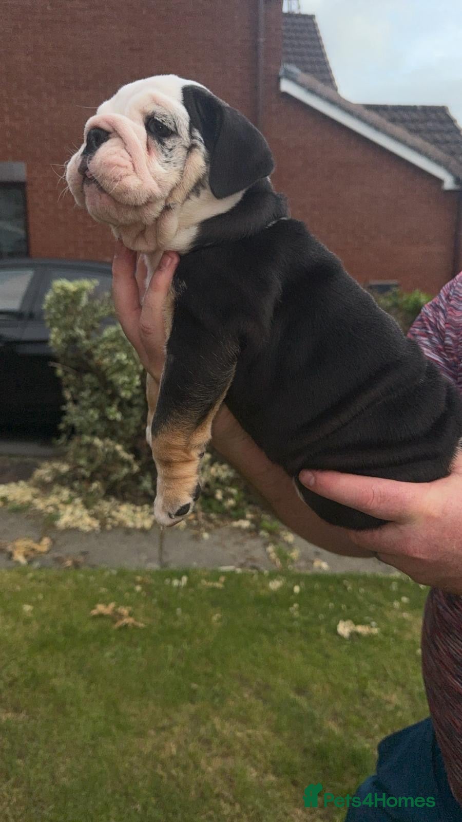 English Bulldog dogs for sale: Chunky healthy pups - Advert 11