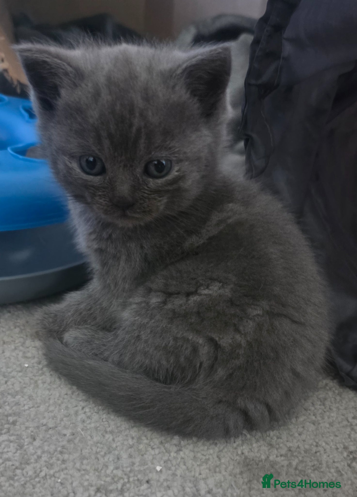 Scottish Fold cats Scottish Fold/straight  - Advert 6