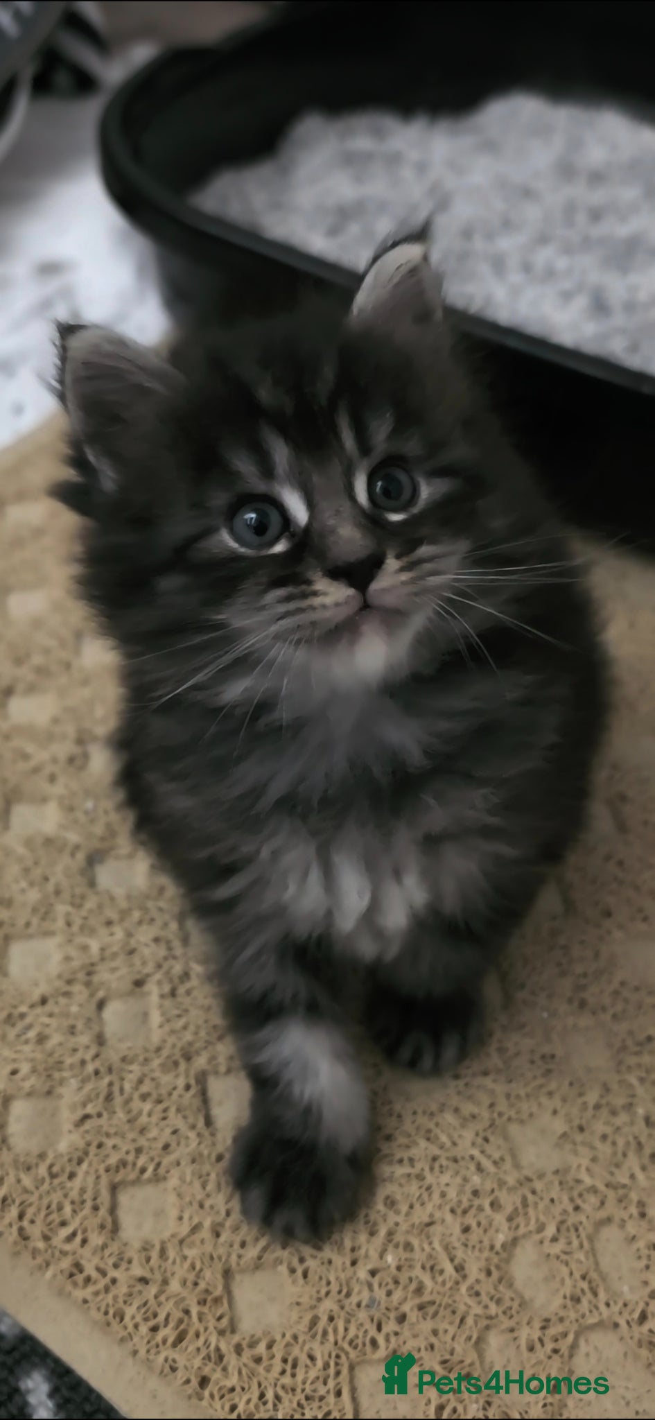 Maine Coon cats for sale: Maine coone &Bsh amazing personality kittens 😸  - Advert 10