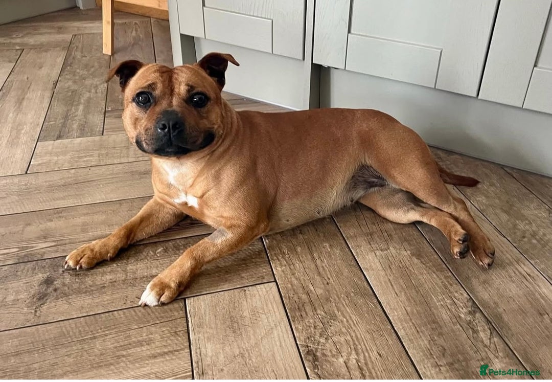 Staffordshire Bull Terrier dogs for sale: Cherry is looking for her new best friend  - Image 6