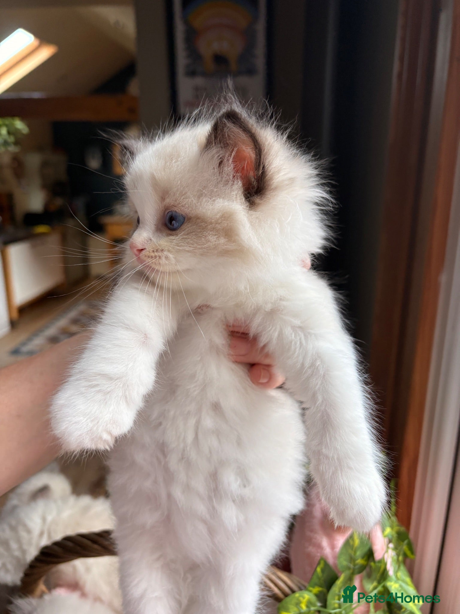 Ragdoll cats 🏆✨TICA Pedigree, health clear Ragdoll kittens ✨🏆 - Advert 16