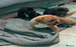 Mixed Breed dogs for sale: Chunky boys - Advert 18