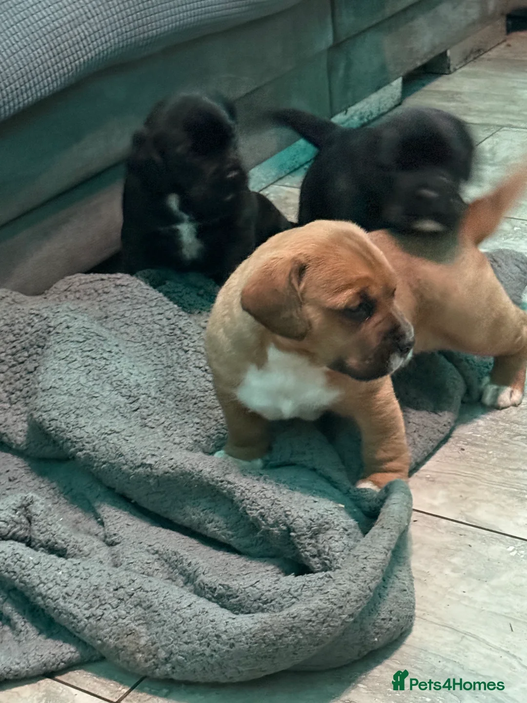 Mixed Breed dogs for sale: Chunky boys - Advert 15