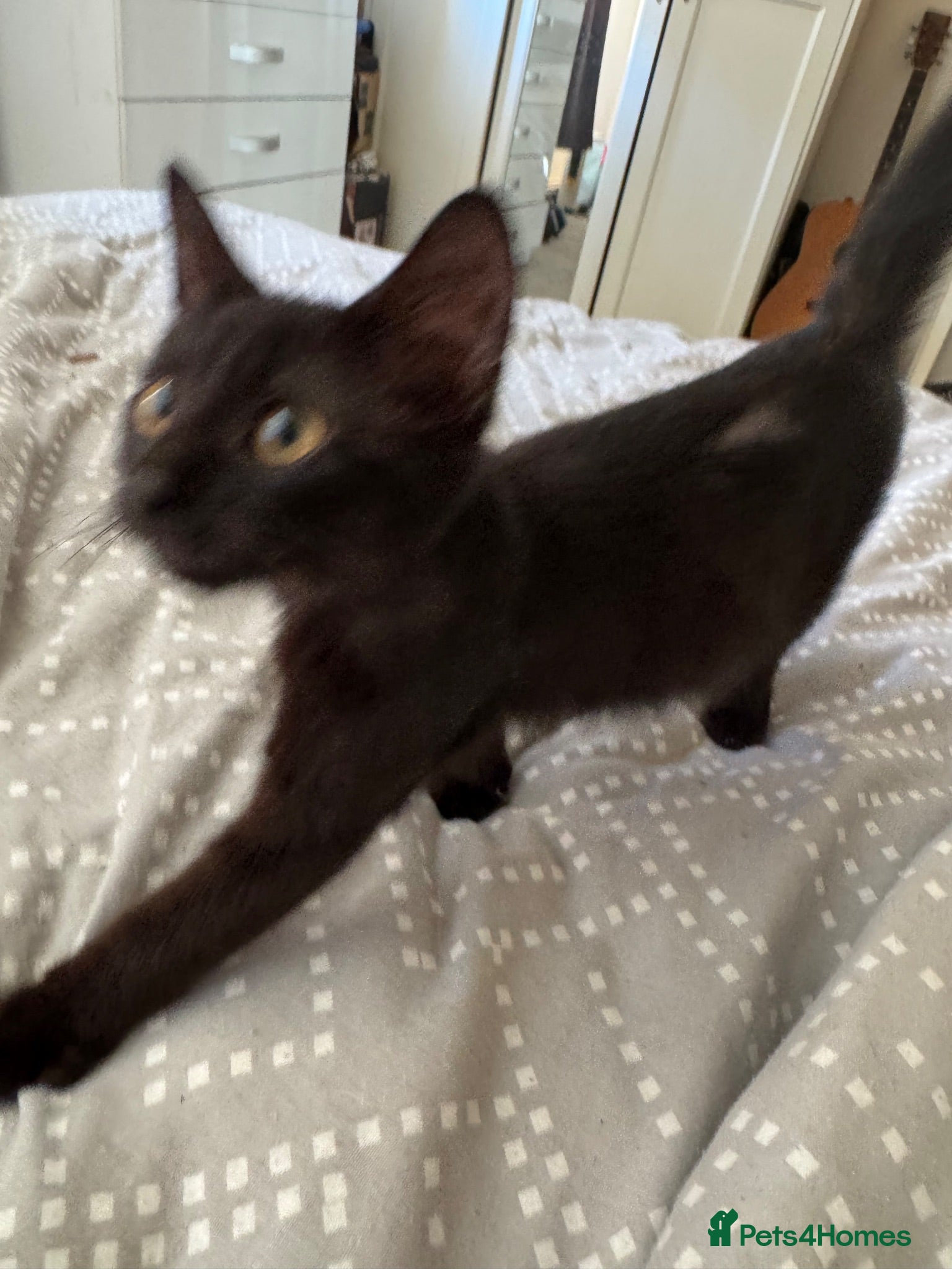Mixed Breed cats Two black male kittens  - Advert 8