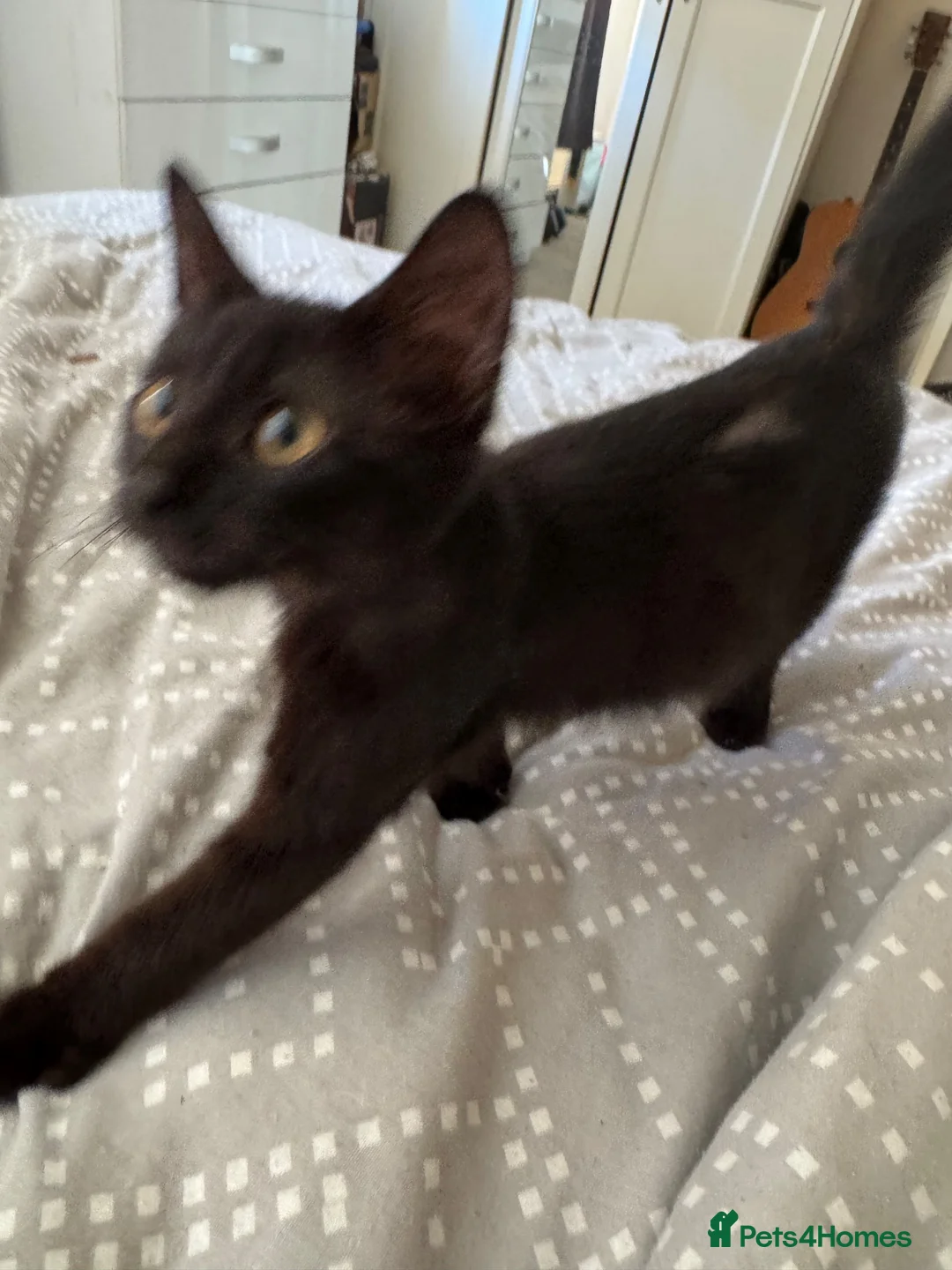 Mixed Breed cats for sale: Two black male kittens  - Advert 1