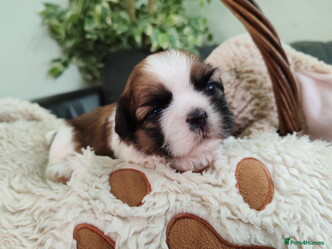 Shih Tzu dogs for sale: Shih Tzu - Image 19