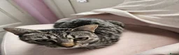 Mixed Breed cats for sale: Part Bengal kittens - Advert 15