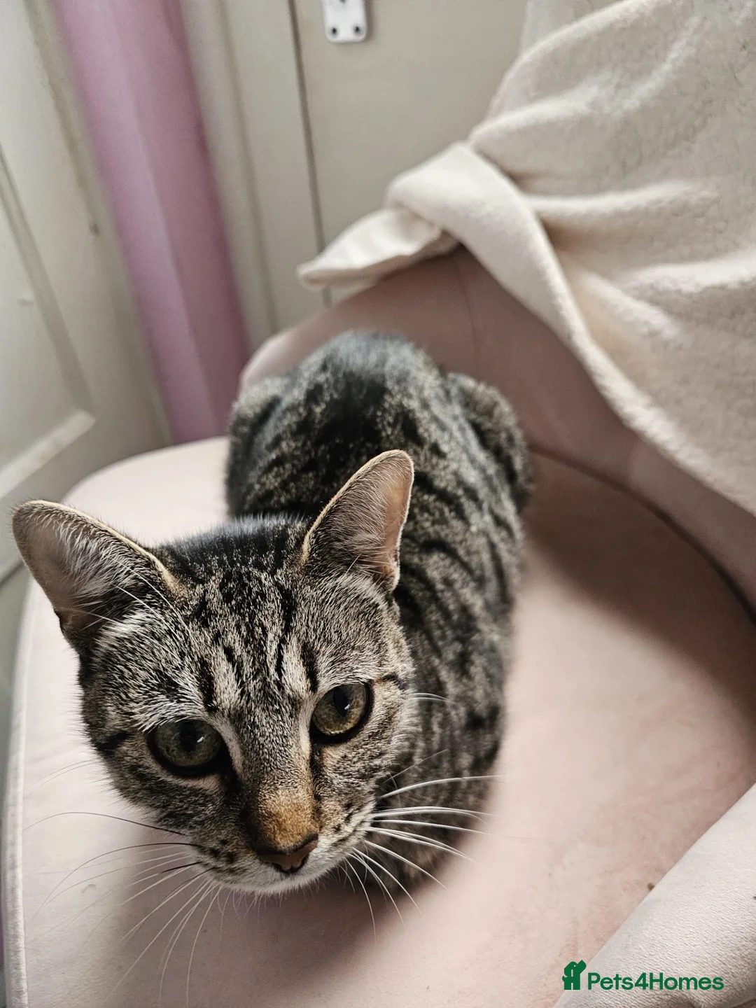 Mixed Breed cats for sale: Part Bengal kittens - Advert 15