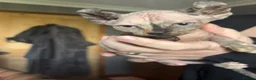 Sphynx cats for sale: **Ready Now** Last baby girl left - Advert 14