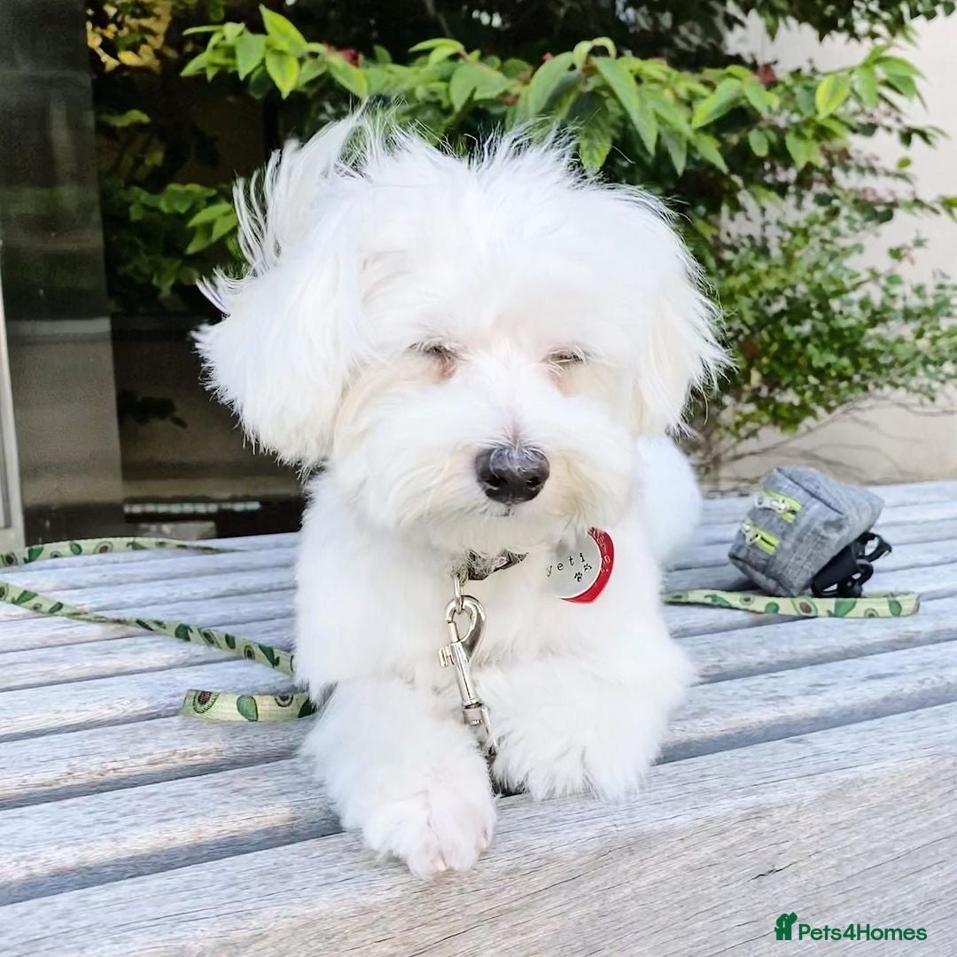 Maltese dogs for sale: Cute Maltese Puppy For Rehome - Image 3