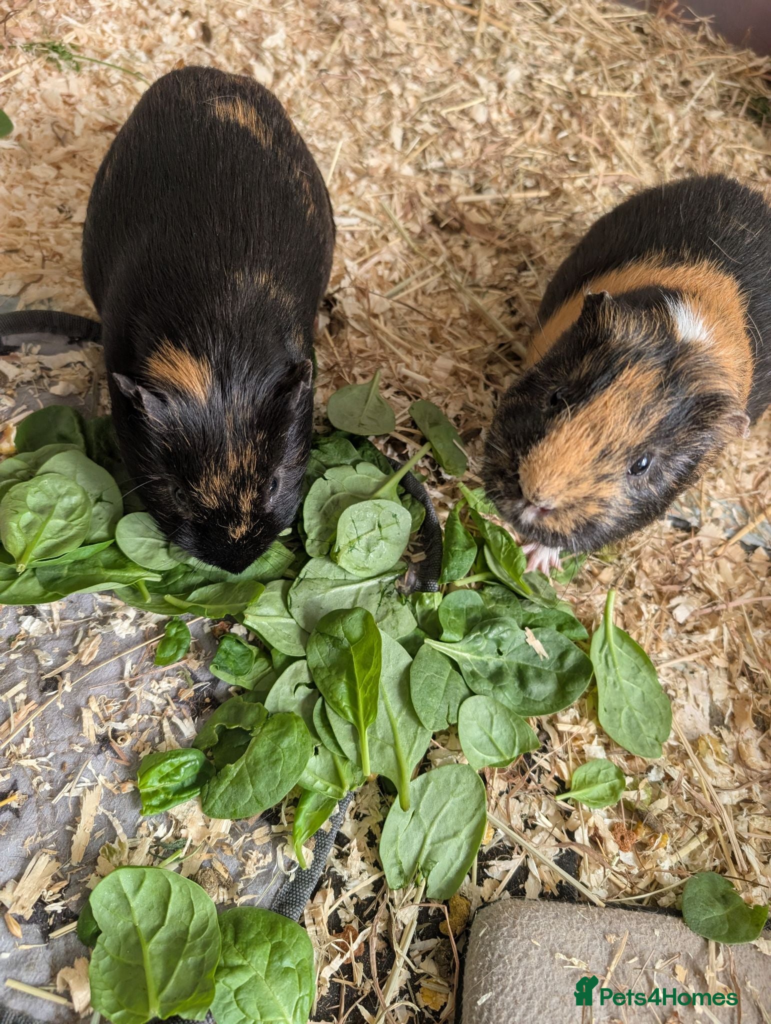 Guinea Pig rodents Male guineas x 2 - Advert 2