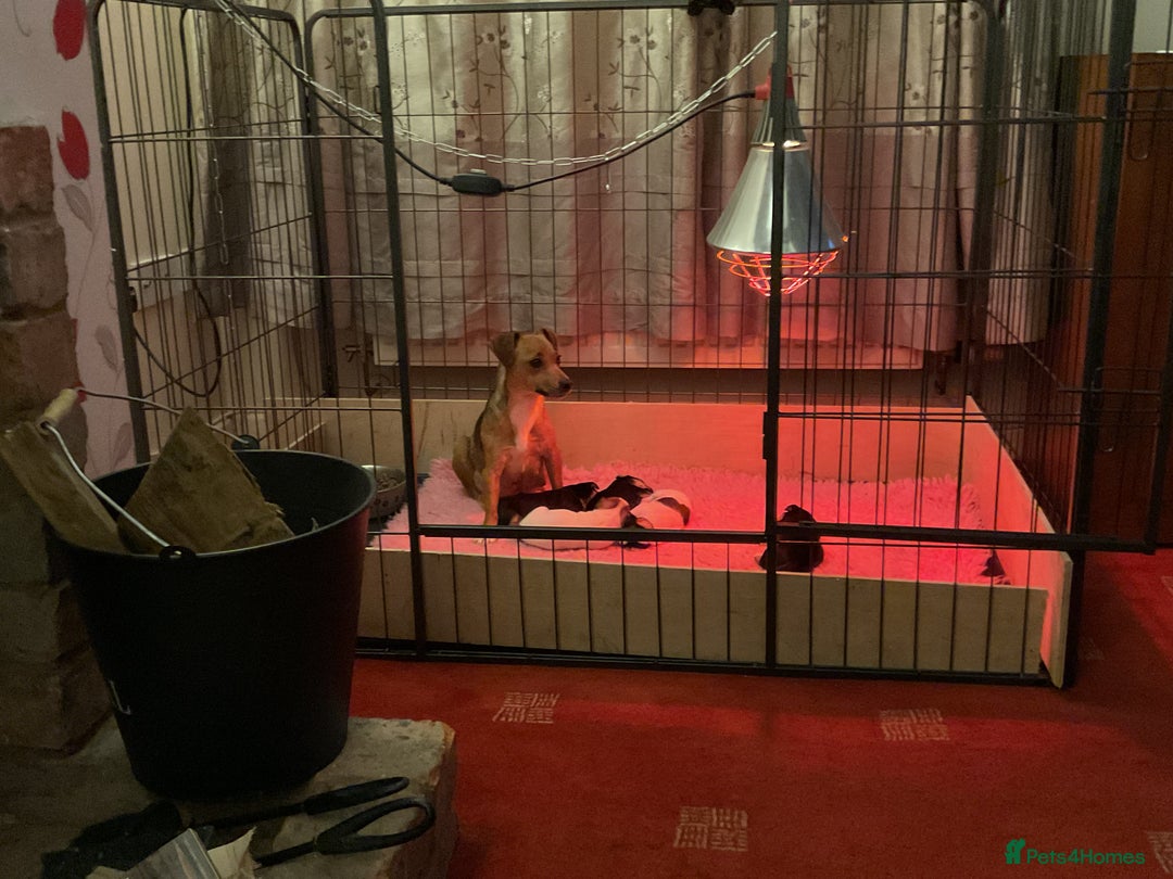 Jack Russell dogs for sale: Jack Russel puppies for sale  - Image 13