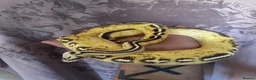 Python Snake reptiles for sale: Ball pythons for rehoming! - Advert 2