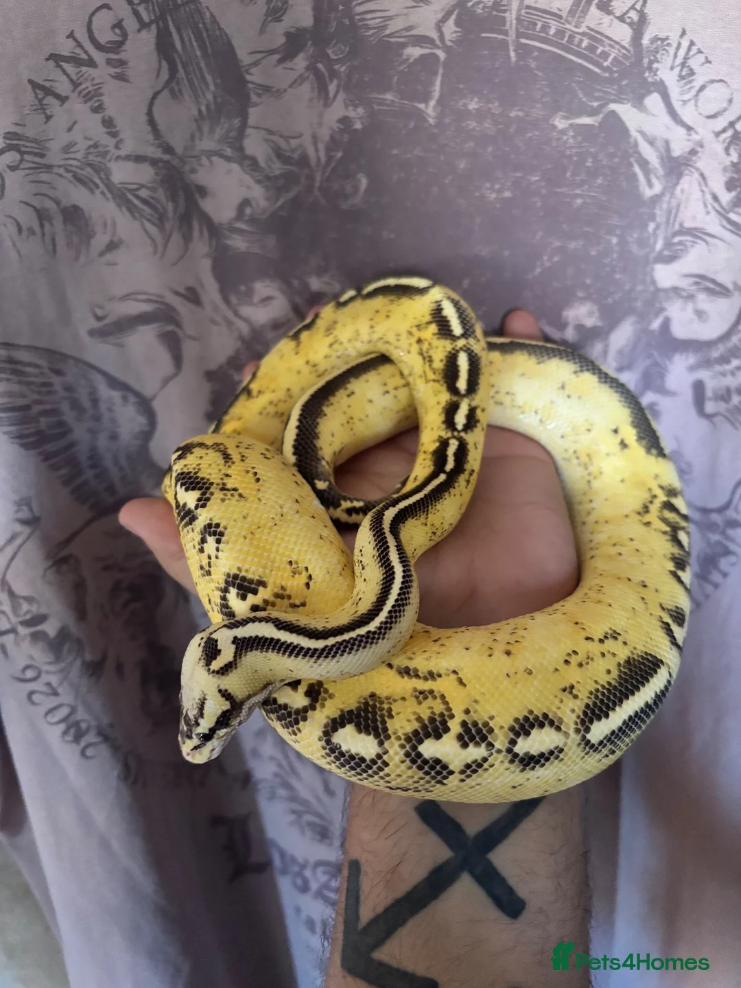 Python Snake reptiles for sale: Ball pythons for rehoming! - Advert 2