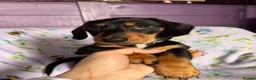Miniature Dachshund dogs for sale: Ready now-1 KC registered miniature dachshund boy - Advert 5