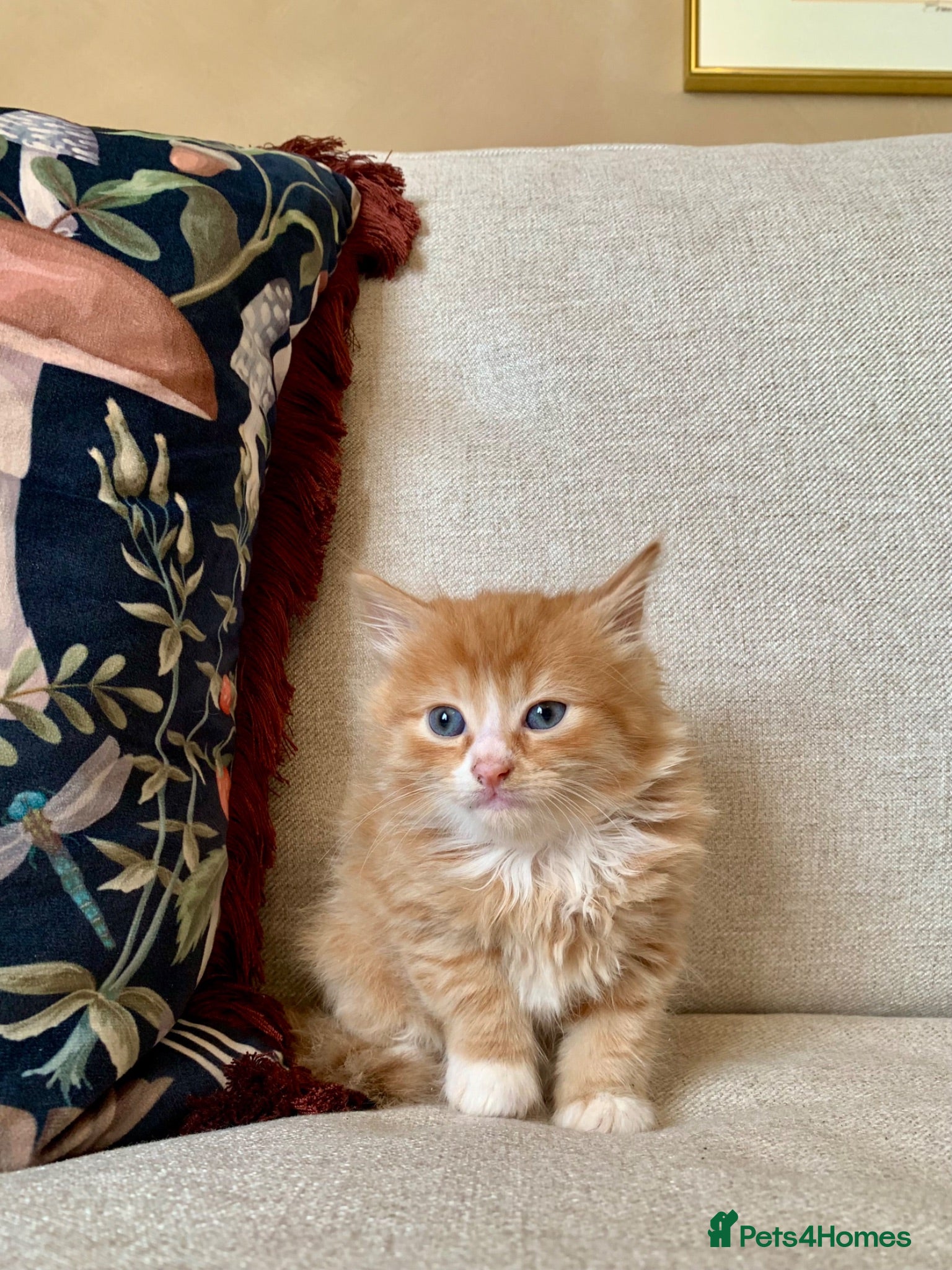 Mixed Breed cats Kittens Seeking Forever Homes! - Advert 1
