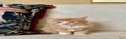 Mixed Breed cats for sale: Kittens Seeking Forever Homes! - Advert 1