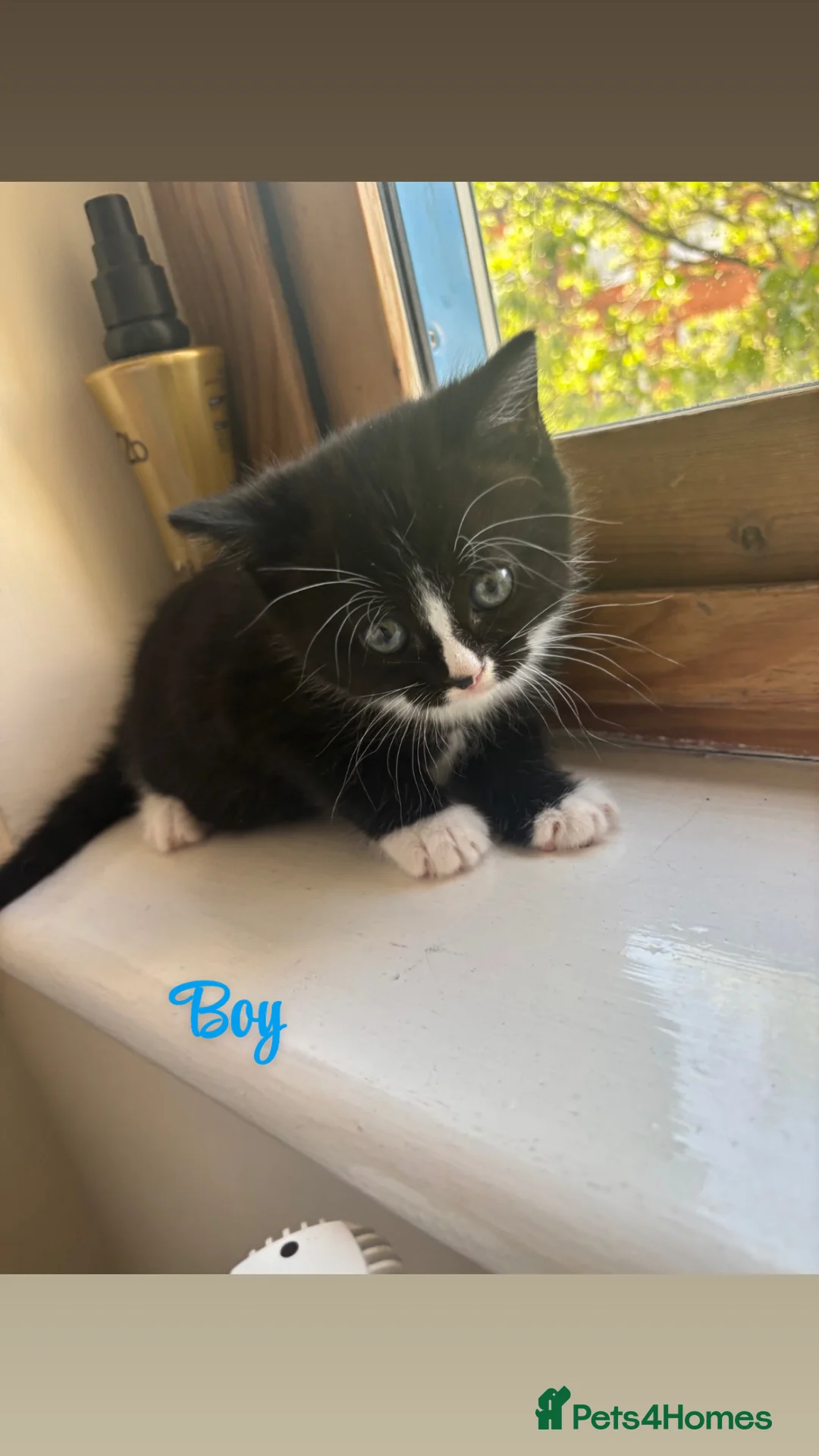 Mixed Breed cats for sale: Half BSH half tabby kittens in London - Advert 5