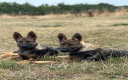 German Shepherd dogs for sale: Awesome Male Kennel Club Reg’d GSD Pup in Sturminster Newton - Image 19