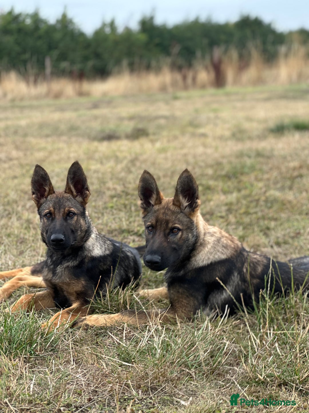 German Shepherd dogs for sale: Awesome Male Kennel Club Reg’d GSD Pup in Sturminster Newton - Image 19