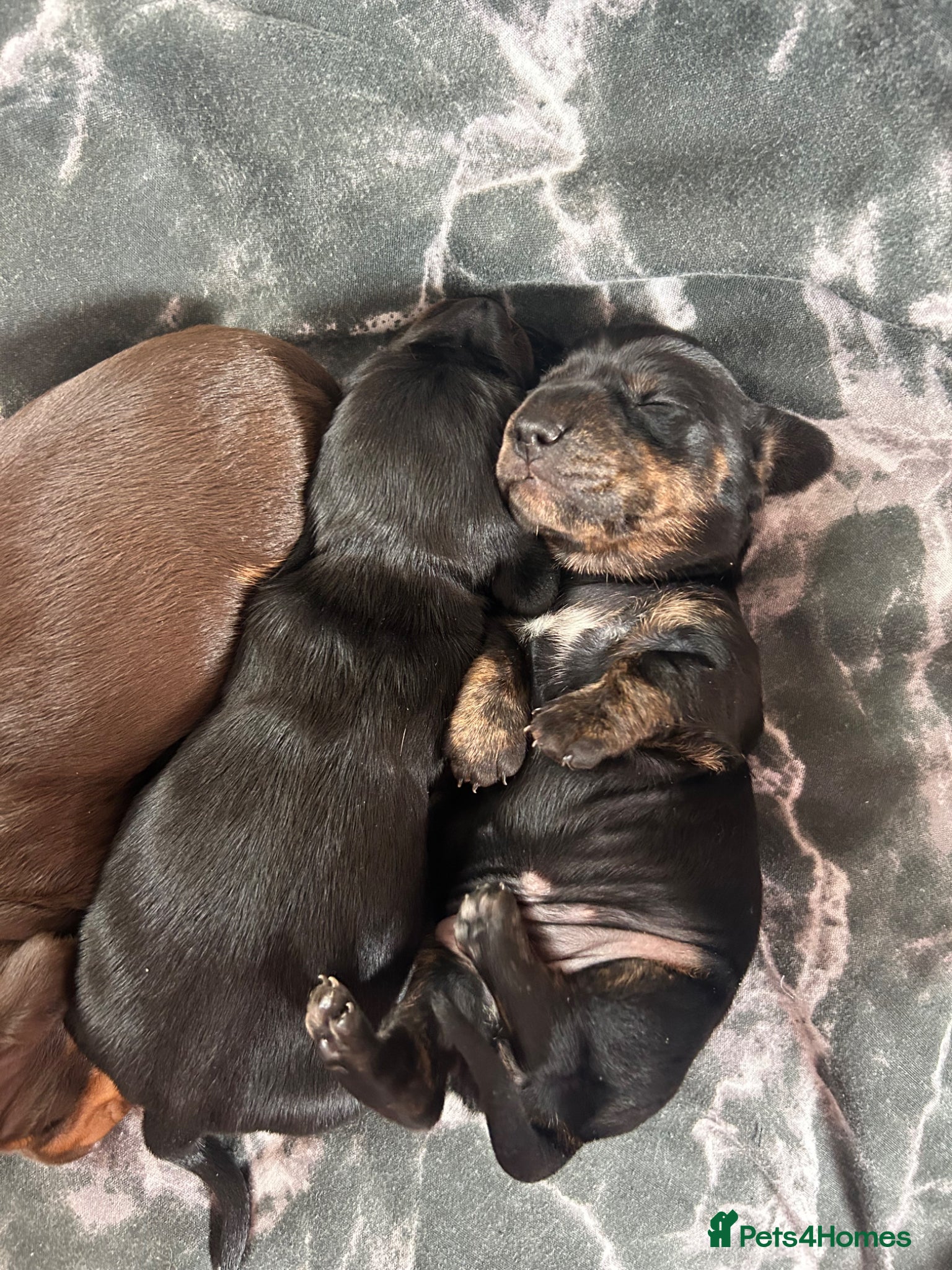 Miniature Dachshund dogs Miniature dachshund puppies for sale pure breed - Advert 1