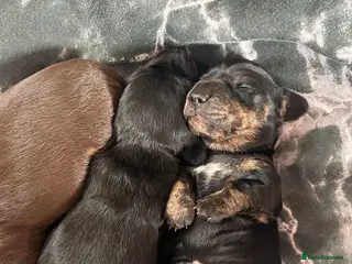 Miniature Dachshund dogs Miniature dachshund puppies for sale pure breed - Advert 1