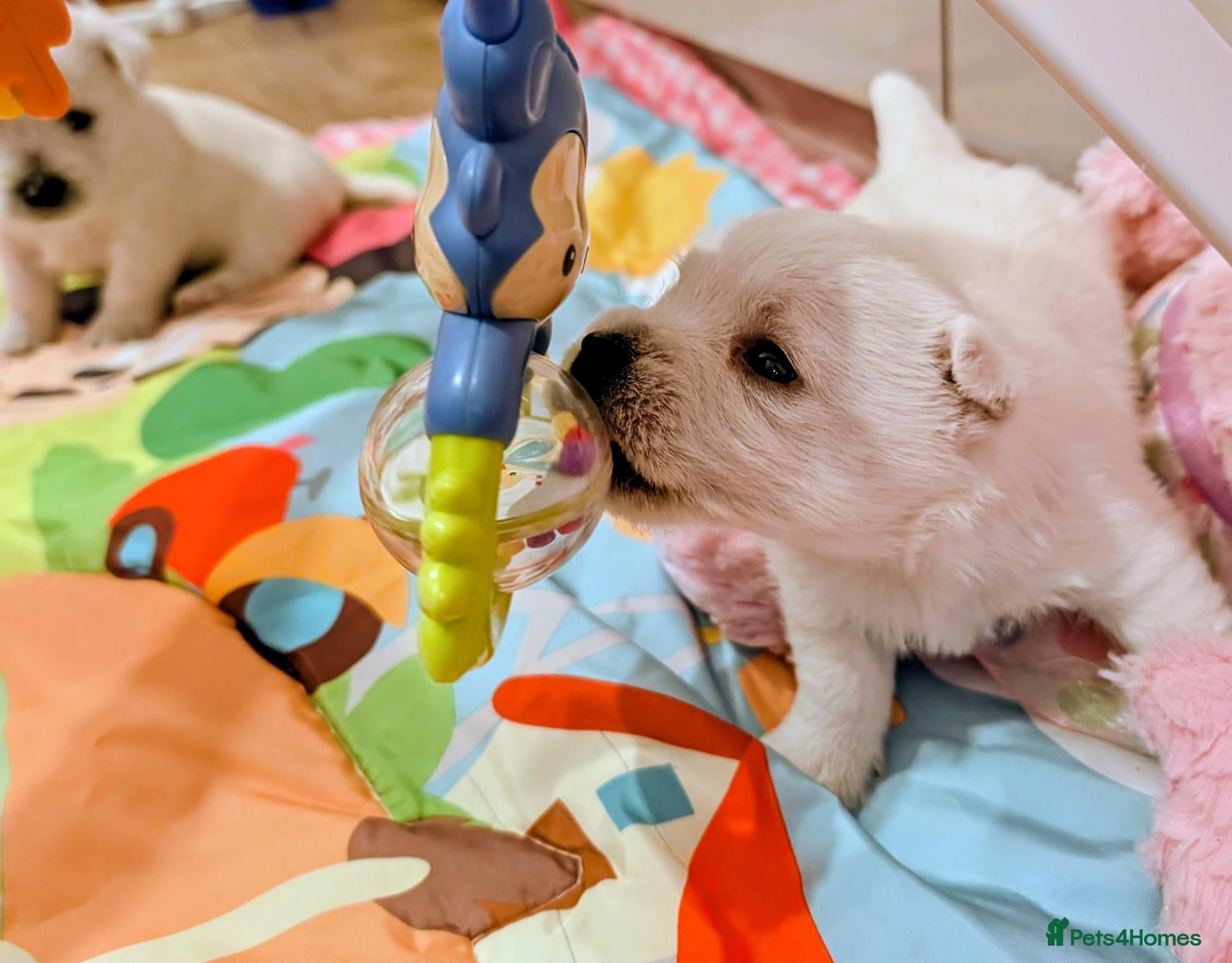 West Highland Terrier dogs Lovely KC register puppies  - Advert 13