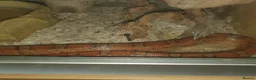 Corn Snake reptiles for sale: 2 corn snakes and full setups - Advert 2