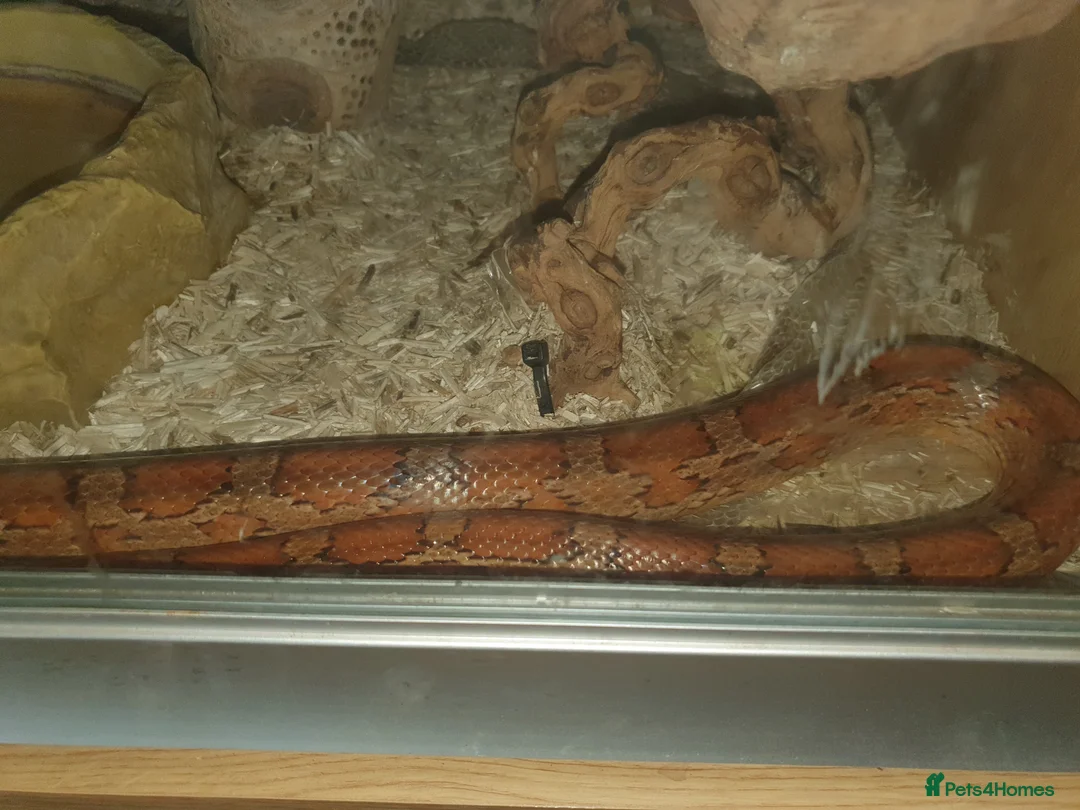 Corn Snake reptiles for sale: 2 corn snakes and full setups - Advert 2