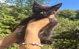 British Longhair cats for sale: Kitten  - Image 2