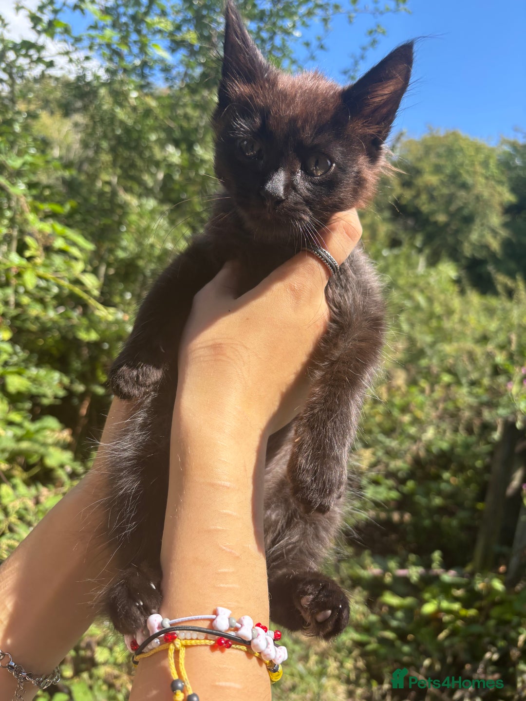 British Longhair cats for sale: Kitten  - Image 2