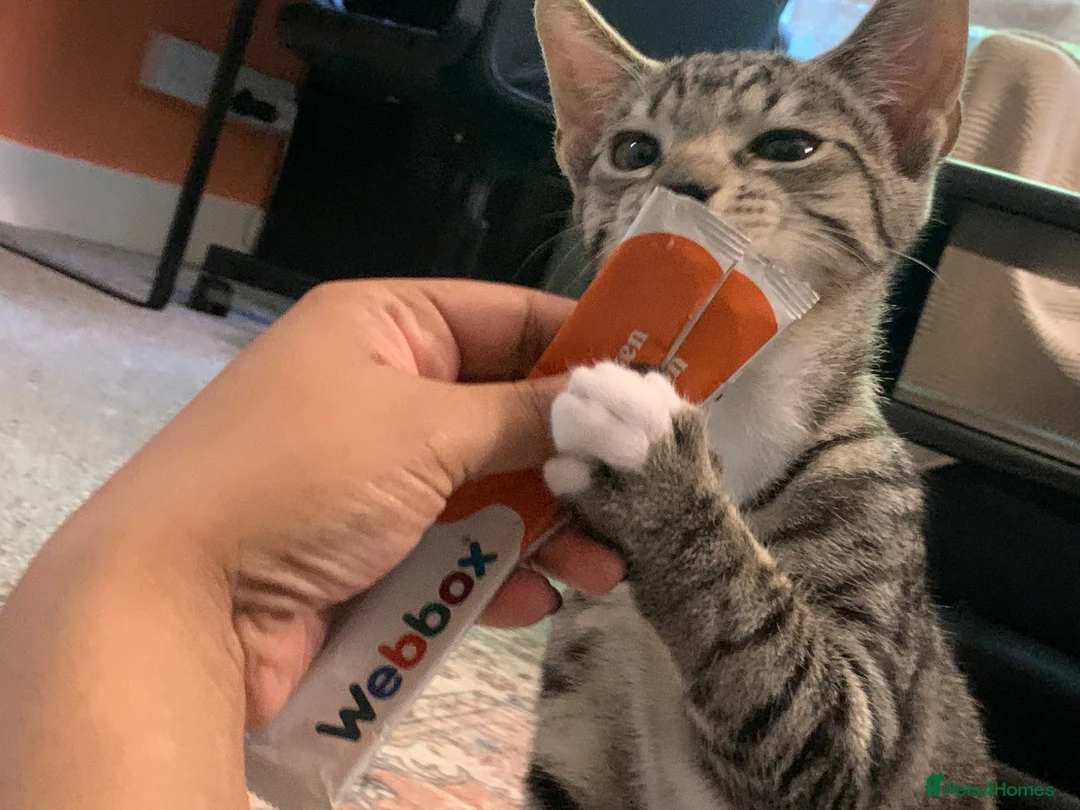 Domestic Shorthair cats for sale: Kitten for sale  - Advert 2