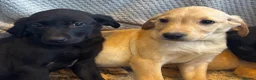Labrador Retriever dogs for sale: Fox Red & Black Lab Retriever Puppies For Sale - Advert 4
