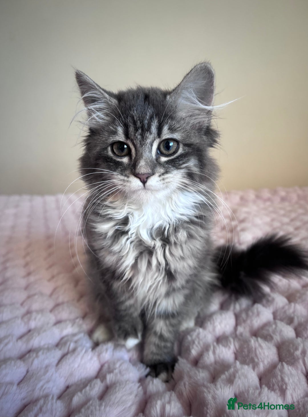 Maine Coon cats for sale: Maine Coon Kitten  - Image 3